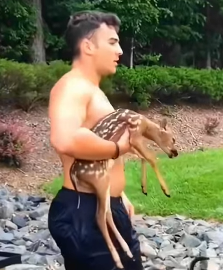 T0211027 rescue the little deer from under the lake and then cuteanimals deer part2