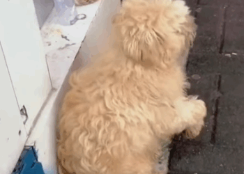 T0211045 The transformation of a wandering stray dog part2