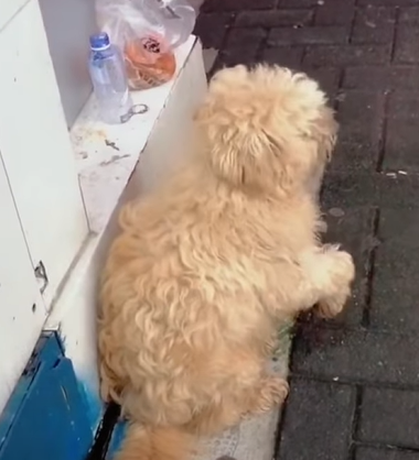 T0211045 The transformation of a wandering stray dog part2