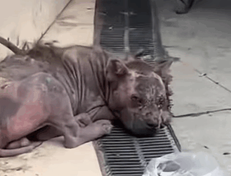 T0211024 Rescue stray dogs rescue cute helpanimals love dog part2