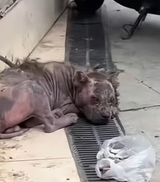 T0211024 Rescue stray dogs rescue cute helpanimals love dog part2