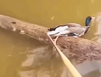 T0211037 The lucky wild duck was helped by family and the ending part2