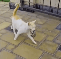 T1711009 rescue cats#rescue #animals #rescuecat #cat part2