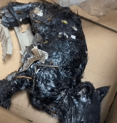 T1011002 found stray cat was covered in glue#cat #catsoftiktok part2