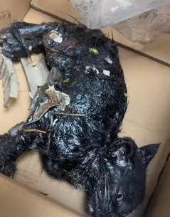 T1011002 found stray cat was covered in glue#cat #catsoftiktok part2