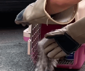 T0211028 Stray cat rescue cat rescuecat rescueanimals straycat help fyp part2