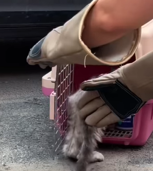 T0211028 Stray cat rescue cat rescuecat rescueanimals straycat help fyp part2