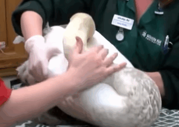 T0211047 This family rescued goose stuck in fishhook animal rescueanimals part2