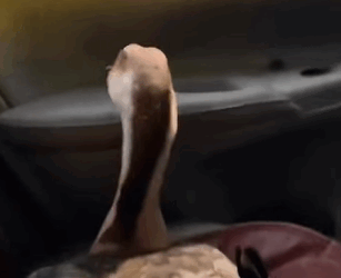 T0211036 The lucky goose was rescued by man when the ground fell on top part2