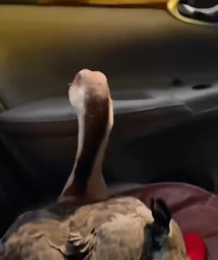 T0211036 The lucky goose was rescued by man when the ground fell on top part2