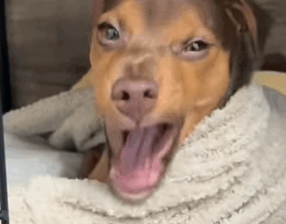 T0211007 Rescued dog that fell into sewer rescue save puppy dog animal part2