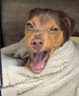 T0211007 Rescued dog that fell into sewer rescue save puppy dog animal part2