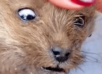 T0211033 The dog was left outside in the cold weather part2