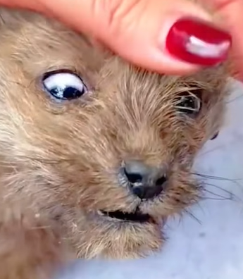 T0211033 The dog was left outside in the cold weather part2