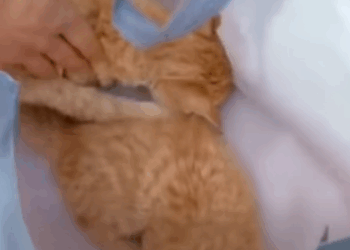 T0211048 Two poor cats ate medicine part2