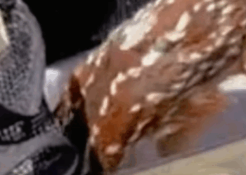 T0211035 The lucky baby deer received help from the animal rescue center part2