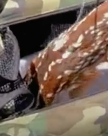 T0211035 The lucky baby deer received help from the animal rescue center part2