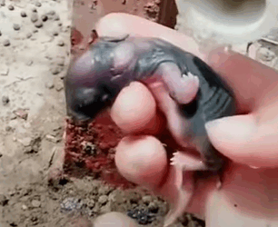 T0211014 Found an abandoned baby bunny in the car while farming rushed it home part2