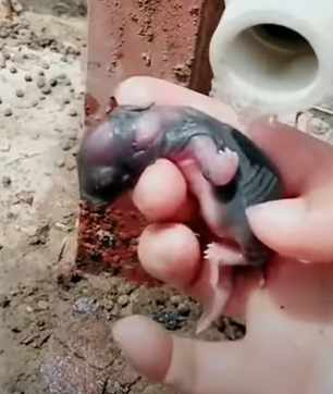 T0211014 Found an abandoned baby bunny in the car while farming rushed it home part2