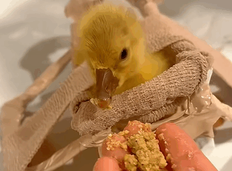 T0211011 This ducking was hurt just for its color now it s safe in my care part2