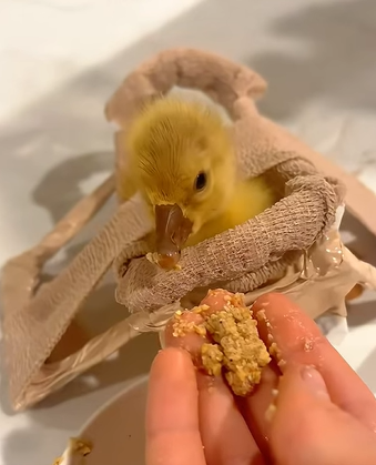 T0211011 This ducking was hurt just for its color now it s safe in my care part2