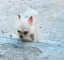 T1711004 kind boy adopted poor homeless dog#animals #rescue #rescueanimal part2