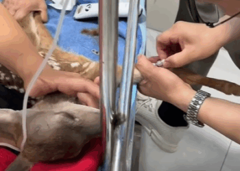 T0211013 Firefighters rescued a baby from wildfire and adopted it animals part2