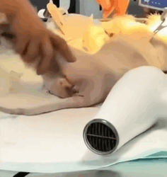 T1711011 He drags his injured body in search of food #cat #straycat #animalrescue part2