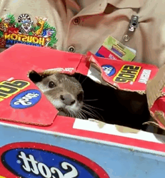 T1011012 My dog found baby otter #rescue #rescueanimals #animals #otter part2