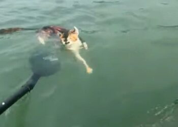 “Setting Them Free”? 1,100 Cats Released Into Reservoir Sparks Fury 😡