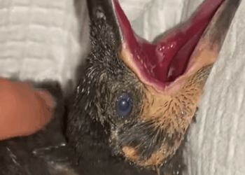 T0211016 I found a baby crow lying by the roadside and then part2