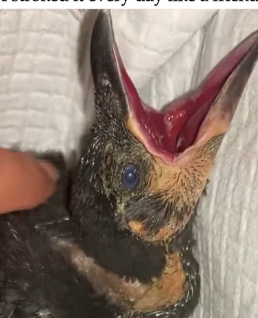 T0211016 I found a baby crow lying by the roadside and then part2