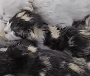 T1711002 mother cat helplessly watched het baby fall into sawer.luckily part2