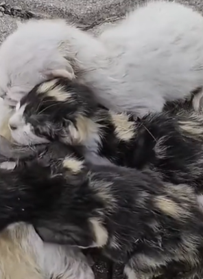 T1711002 mother cat helplessly watched het baby fall into sawer.luckily part2