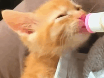 T0211010 The kitten looked at me with trusting eyes and I didn t let it regret part2