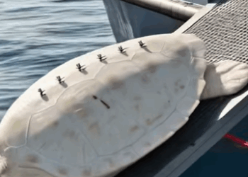 T0211018 Let help these sea turtles in need of rescue seaturtle sea rescue part2