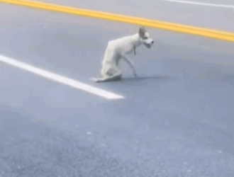 T0211030 Stray dog wandering on the highway part2