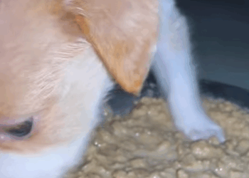 T0211021 Rescue dog rescue animals adoptdontshop petlover dog cutedog part2