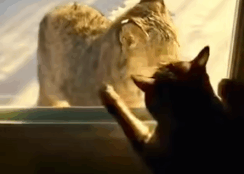 T0211032 The bobcat was rescued by family and they became family part2