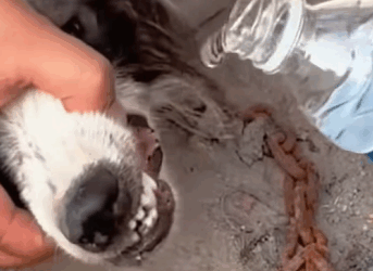 T0211041 The poor dog was forgotten part2