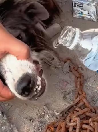 T0211041 The poor dog was forgotten part2