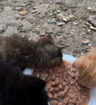 T2511055 We fight till end #adopt#adoption#dubaicat#dubaicats#takeacat part2