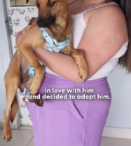 T2511001 His first zoomies were everything Luana part2