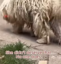 T2511003 Neglected Puli Dog Grooming #rescue #dog #dogsoftiktok #asmr #poordog part2