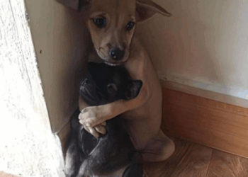 🐶 When Fear Meets Love: The Heartwarming Bond That Saved Two Shelter Puppies