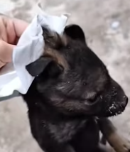 T2511004 #dog #rescuedog #poordog #dogsoftiktok #fyp part2