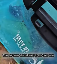 T2511005 #dog #rescuedog #poordog #dogsoftiktok #fyp part2