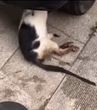 T2511006 #cat #rescuecat #poorcat #fyp_part2