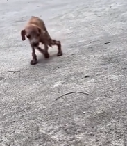 T2511008 An abandoned disabled dog #dog #poordog #rescuedog #dogsoftiktok #dog part2