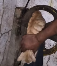 T2511009 #cat #catsoftiktok #rescuecat #catvideo_part2